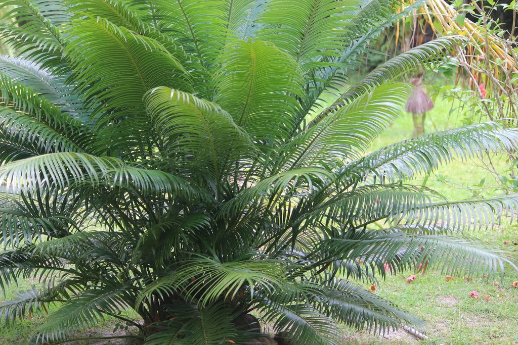 Pousada Quartinho De Praia Boipeba Island Exterior foto
